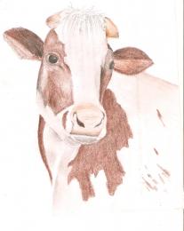 cow